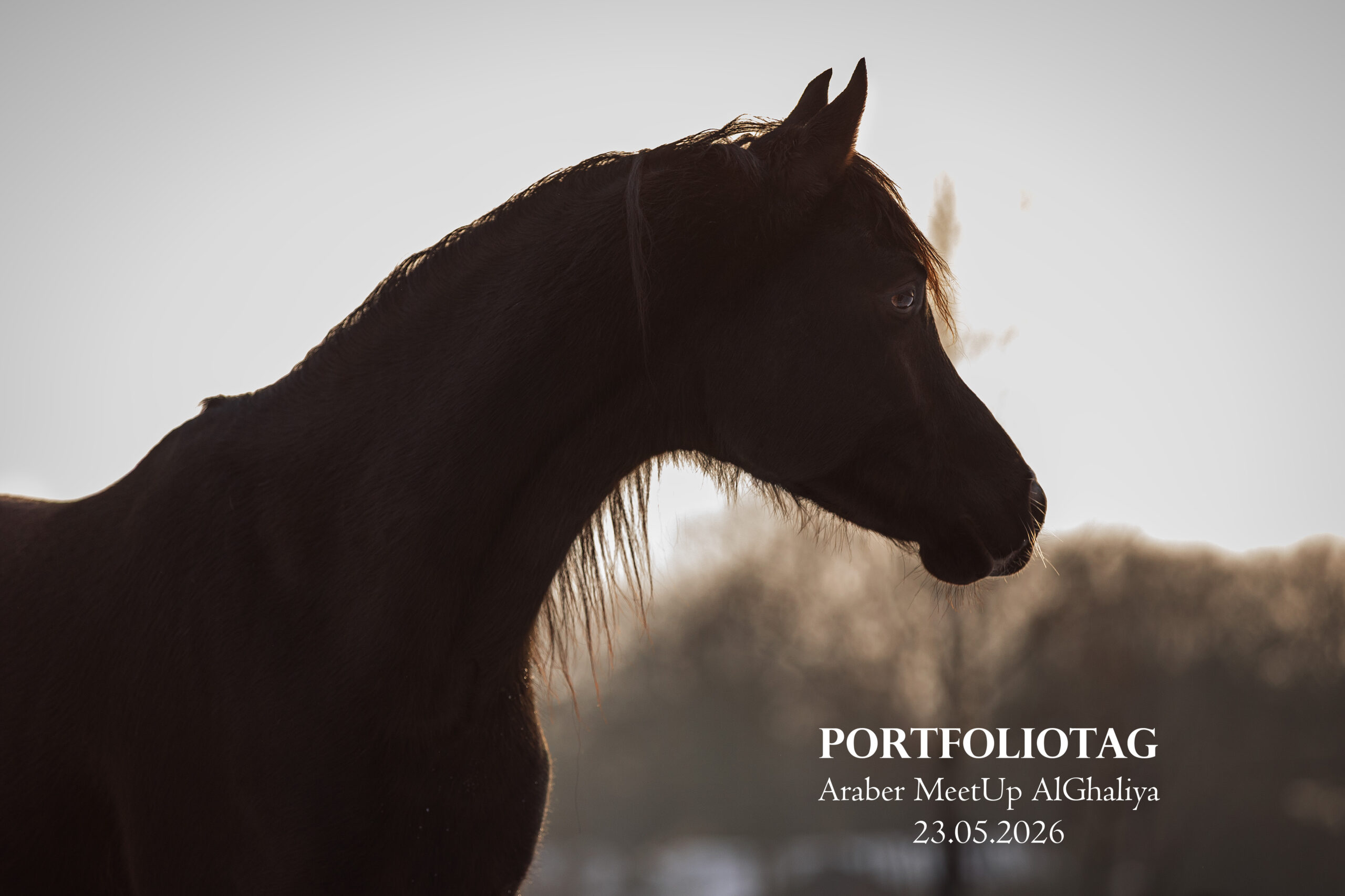 Araber MeetUp mit Al Ghaliya Arabians