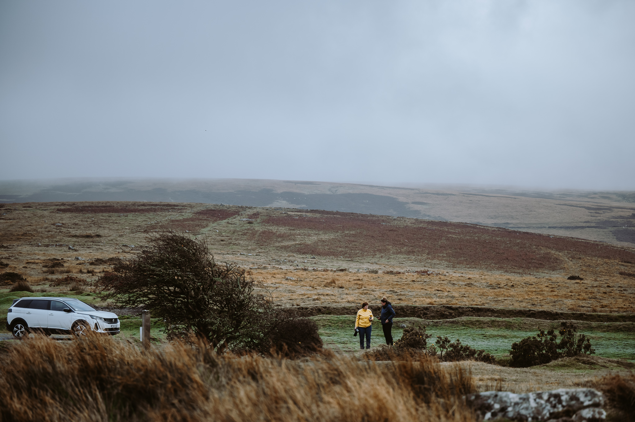\"Dartmoor- und Exmoorpferde\" in ihrer Heimat fotografieren